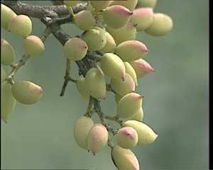 ���Ĺ���ʲô�����������Ĺ�ʵ�� www.027eat.com