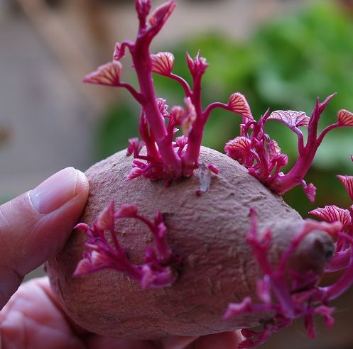 ������ѿ���ܲ��ܳ� www.027eat.com