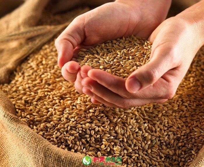 ���׺�Ŵ����ʲô���� www.027eat.com