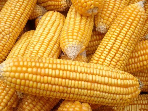 ���ӳ������׺ô��� �����п������� www.027eat.com