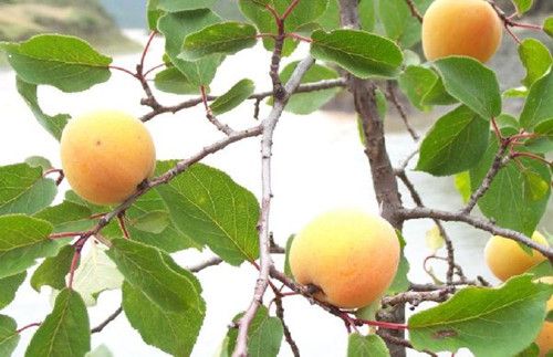 ����ѩ��軺��Ƥ������ www.027eat.com