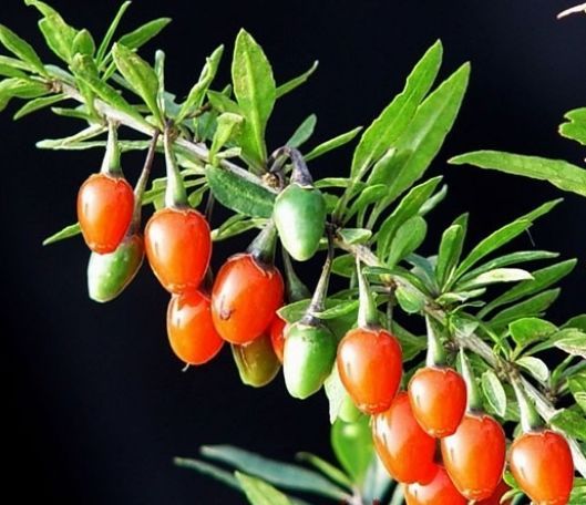 ���Ҷ��ʲôӪ�������ã� www.027eat.com