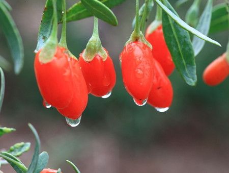 ���Ҷ��ʲôӪ�������ã� www.027eat.com