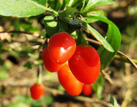 ���Ҷ��ʲôӪ�������ã� www.027eat.com