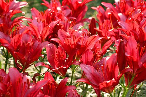 �ٺϵ�ʳ�ƹ�Ч  �԰ٺ���η��� www.027eat.com