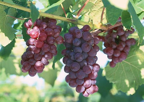 ���Ѳ������β������ܿ�˥�� www.027eat.com