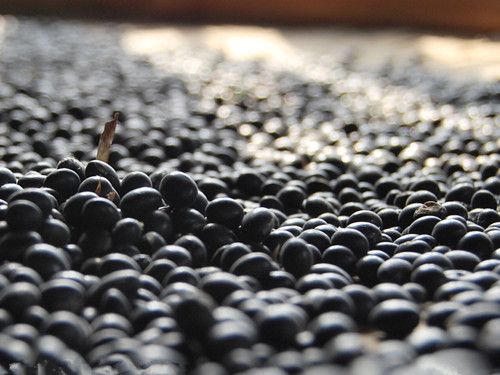 常食黑豆补肾抗脑衰 www.027eat.com