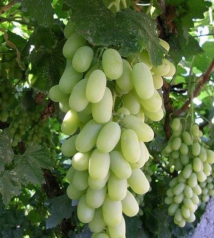 ���Ӻ����ѵ����� www.027eat.com