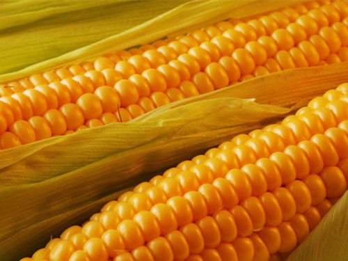 一根玉米能防多种癌 www.027eat.com