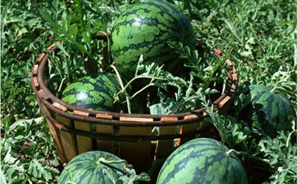 ��ѡ���ϵķ�����֪���� www.027eat.com