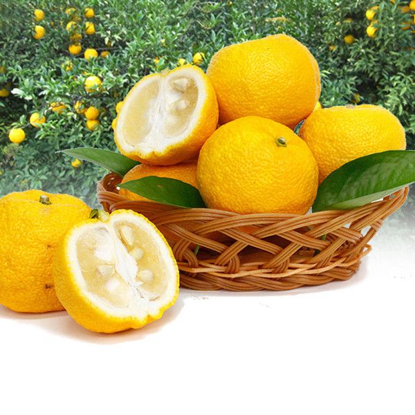 ���ӵļ��ʹ�Ч  ������ô�Կ��Լ��� www.027eat.com