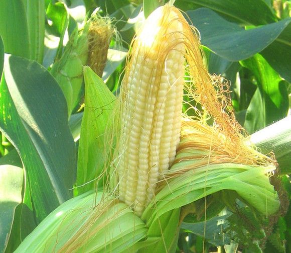 ����������ʲô�ô���? www.027eat.com