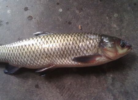 �������ֳ���� www.027eat.com