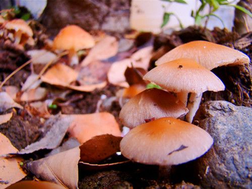 Ģ���Ĺ�Ч������ www.027eat.com