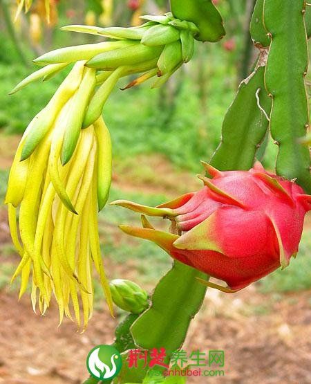 �������Ĺ�Ч����������Щ www.027eat.com