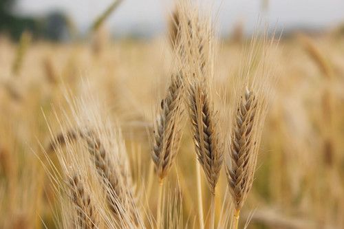 �����Ĺ�Ч����� www.027eat.com