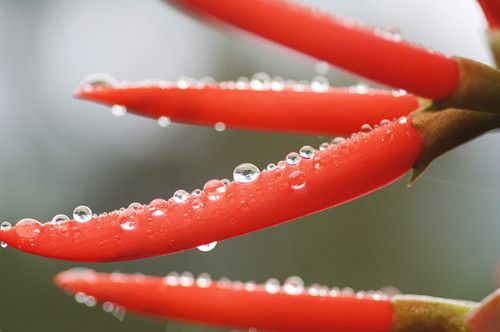 辣椒茶水养颜美容去火 www.027eat.com