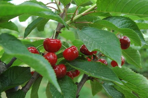 ���ӣ�Ҷ�Ů�Ժô��� www.027eat.com