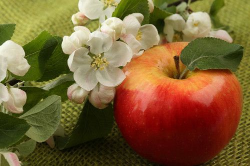 �������ƻ���ô���  ƻ����Ӥ����ʳʳ�� www.027eat.com