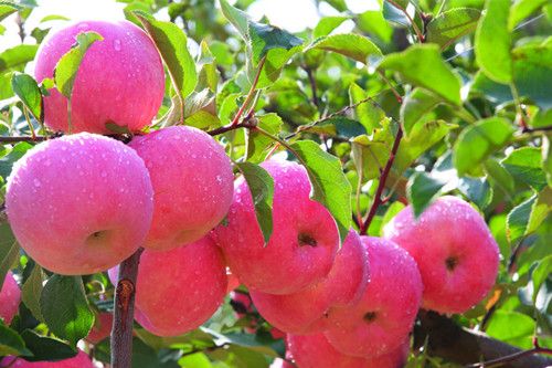 ������ƻ�����ڳ���˪ www.027eat.com