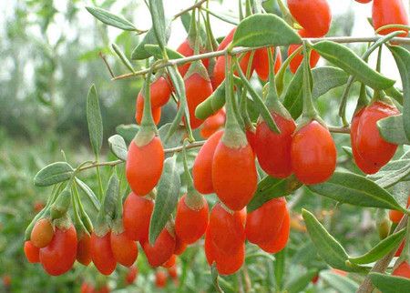 �����ʲôʳ�����ã����������ʲô���ã� www.027eat.com