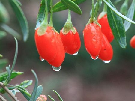 �����ʲôʳ�����ã����������ʲô���ã� www.027eat.com