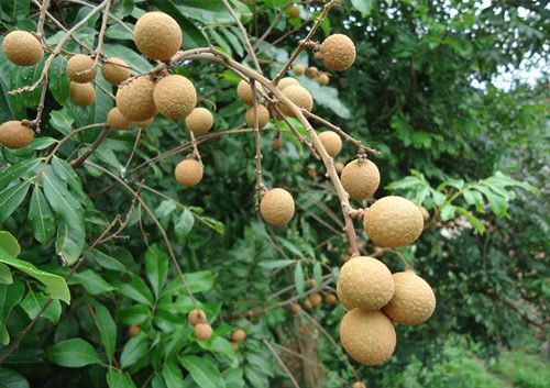 桂圆的吃法 新鲜桂圆干肉的功效与作用 www.027eat.com