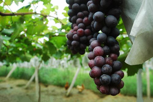 孕妇吃葡萄的好处有哪些 www.027eat.com