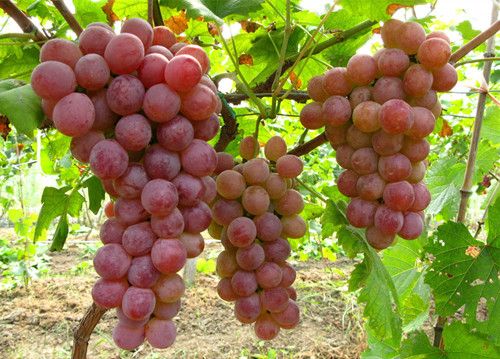 ����������ѡ�뱣���С�ؾ� www.027eat.com