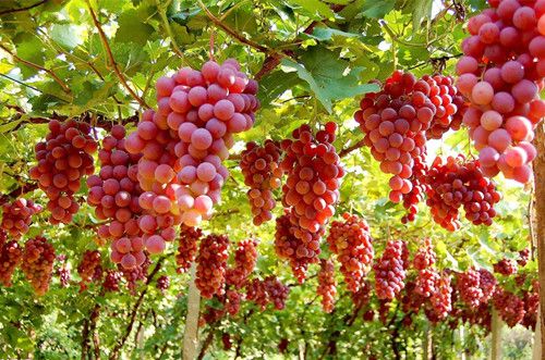 教您葡萄挑选与保存的小秘诀 www.027eat.com