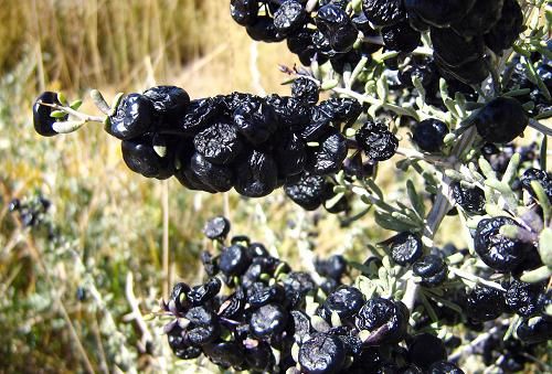 Ұ���ڹ���轵Ĺ�Ч www.027eat.com