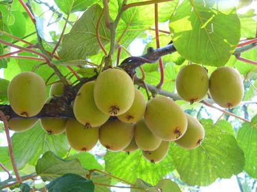 ⨺��ҿ�֬������Ч�� www.027eat.com