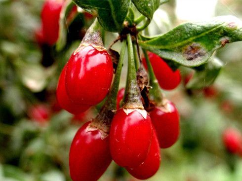 ��轵�����ʳ�� �����ô�Բ���ȷ www.027eat.com