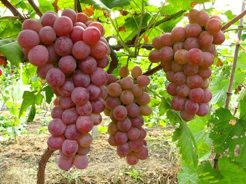 ������ɫ��ͬ ��Ч�಻ͬ www.027eat.com