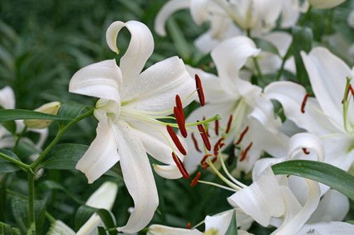 �ٺϻ��Ĺ�Ч�������ݷ� www.027eat.com