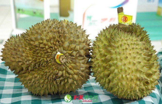 �����Ĺ�Ч������ www.027eat.com