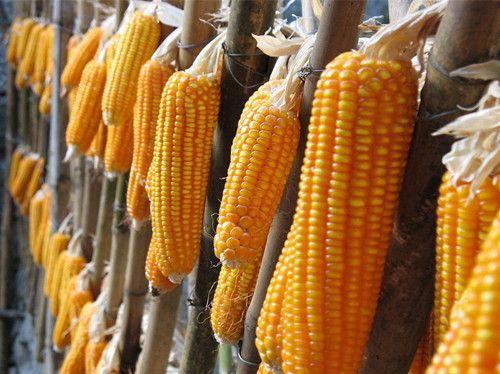 �������ʱ��Խ����˥�Ϲ�ЧԽǿ www.027eat.com