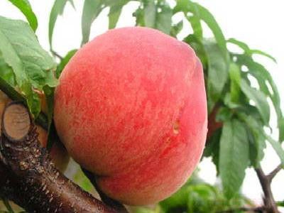 ��֪�����ӿɷ�ֹȱ����ƶѪ������ www.027eat.com