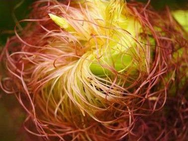 ����������Щ��Ч www.027eat.com