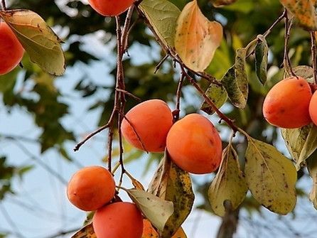 ������� �ܿ����ɲ��� www.027eat.com