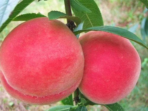 �����ѡ���� �����ʹ�С��ɫ�̶� www.027eat.com