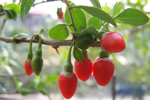 �������Ӫ���۸��� www.027eat.com