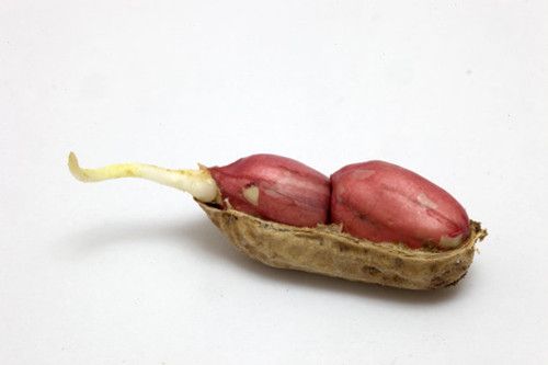 ��������ѿ�ܲ��ܳ��� ������Ӫ����ֵ www.027eat.com