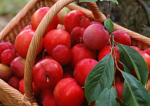 ��ҽ�Ƽ����ֳԷ� ɽ髵�Ӫ����Ч www.027eat.com