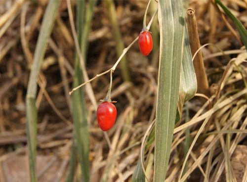 ����ӵ������빦Ч �����ʲô�Ը��� www.027eat.com