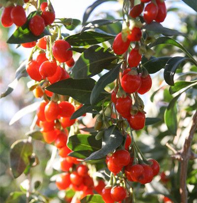 ����ӵ������빦Ч �����ʲô�Ը��� www.027eat.com