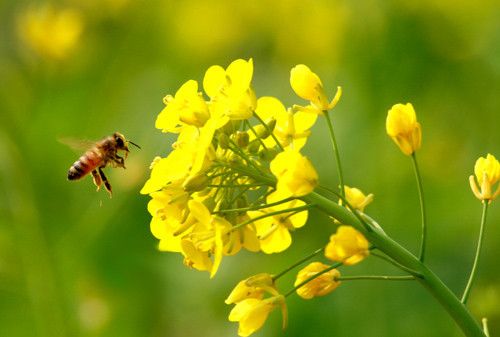 蜂王浆的功效与作用 蜂王浆的食用方法 www.027eat.com