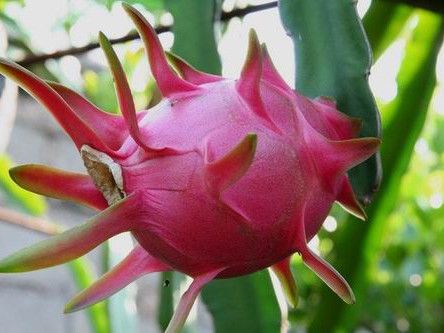 �����Ļ�����������ʳ���� www.027eat.com