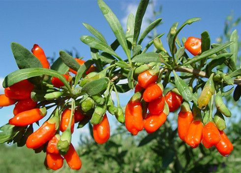 ����Ӿջ��� ���ֺȷ�������� www.027eat.com