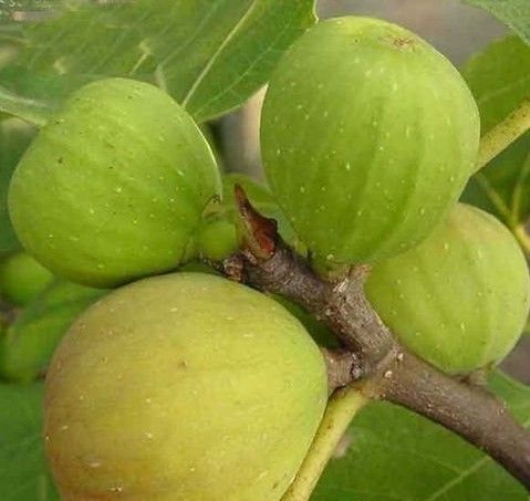 ����޻��� ��θ�峦Ч���� www.027eat.com